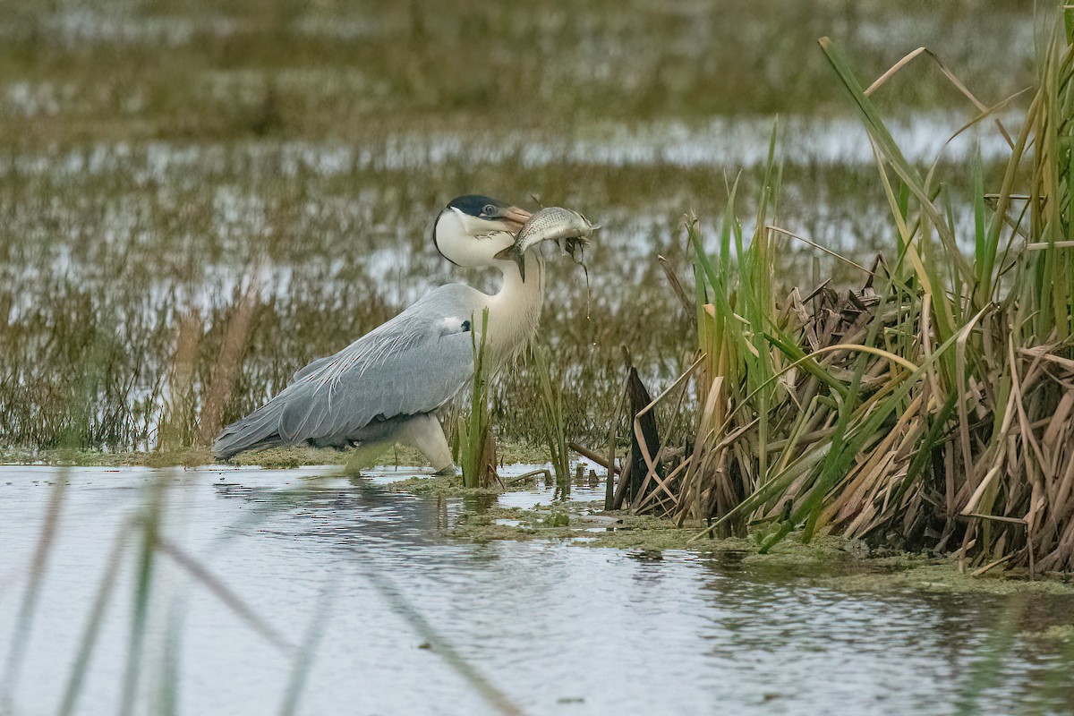 Garza Cuca - ML623219594