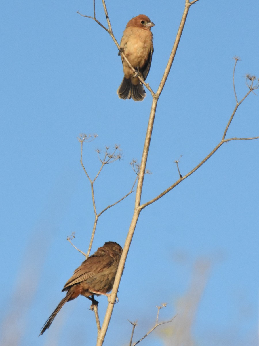 Blue Grosbeak - ML623219596