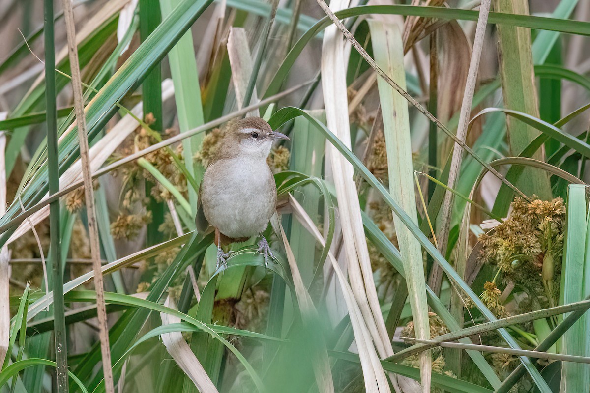 Curve-billed Reedhaunter - ML623219608