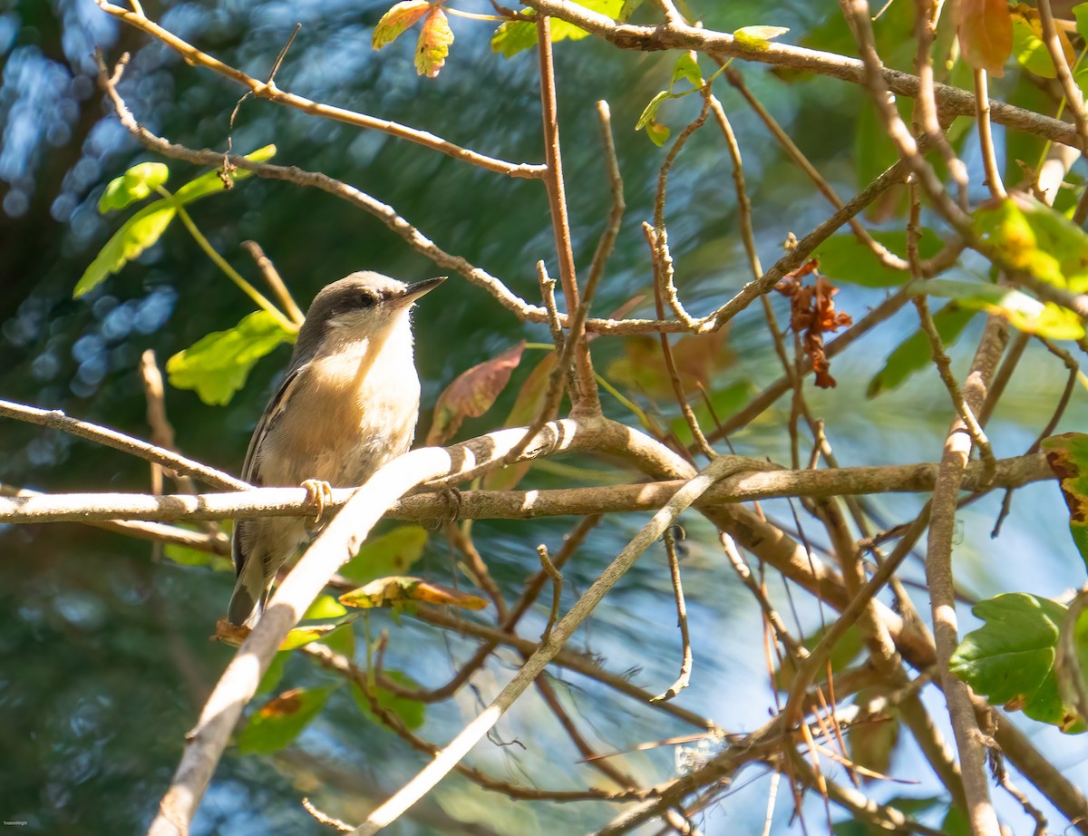 Pygmy Nuthatch - ML623219654