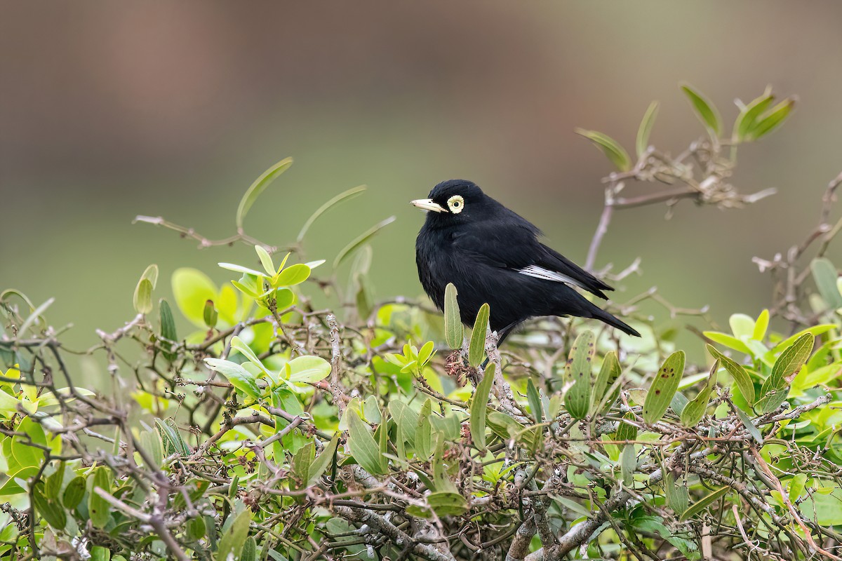 Spectacled Tyrant - ML623219691