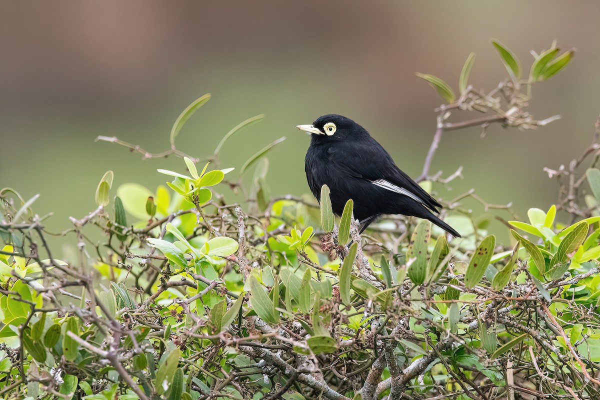 Spectacled Tyrant - ML623219692