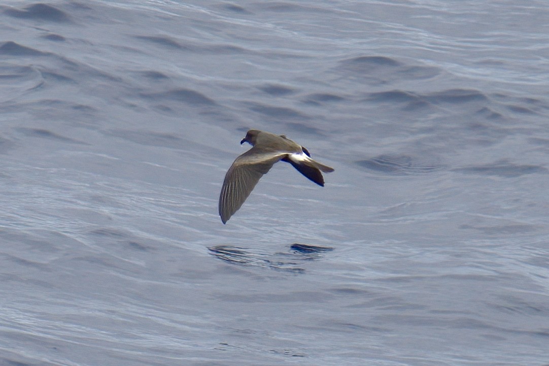 Band-rumped Storm-Petrel - ML623219723