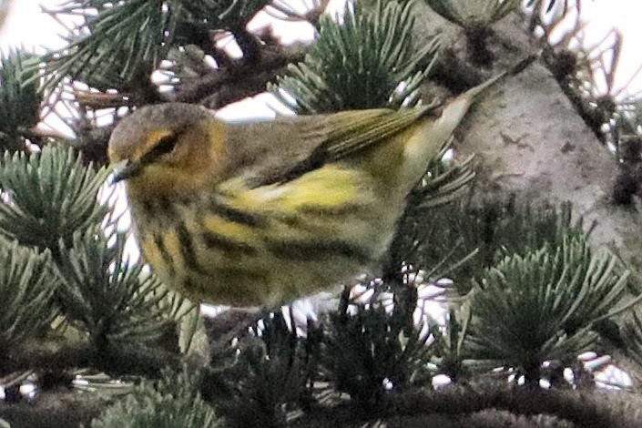 Cape May Warbler - ML623219735