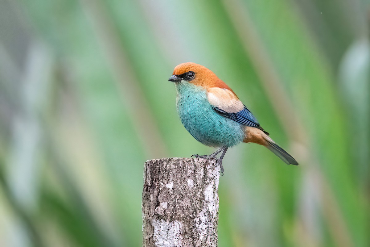 Chestnut-backed Tanager - Raphael Kurz -  Aves do Sul