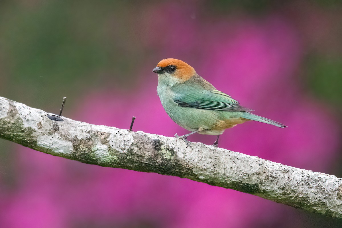 Chestnut-backed Tanager - ML623219781