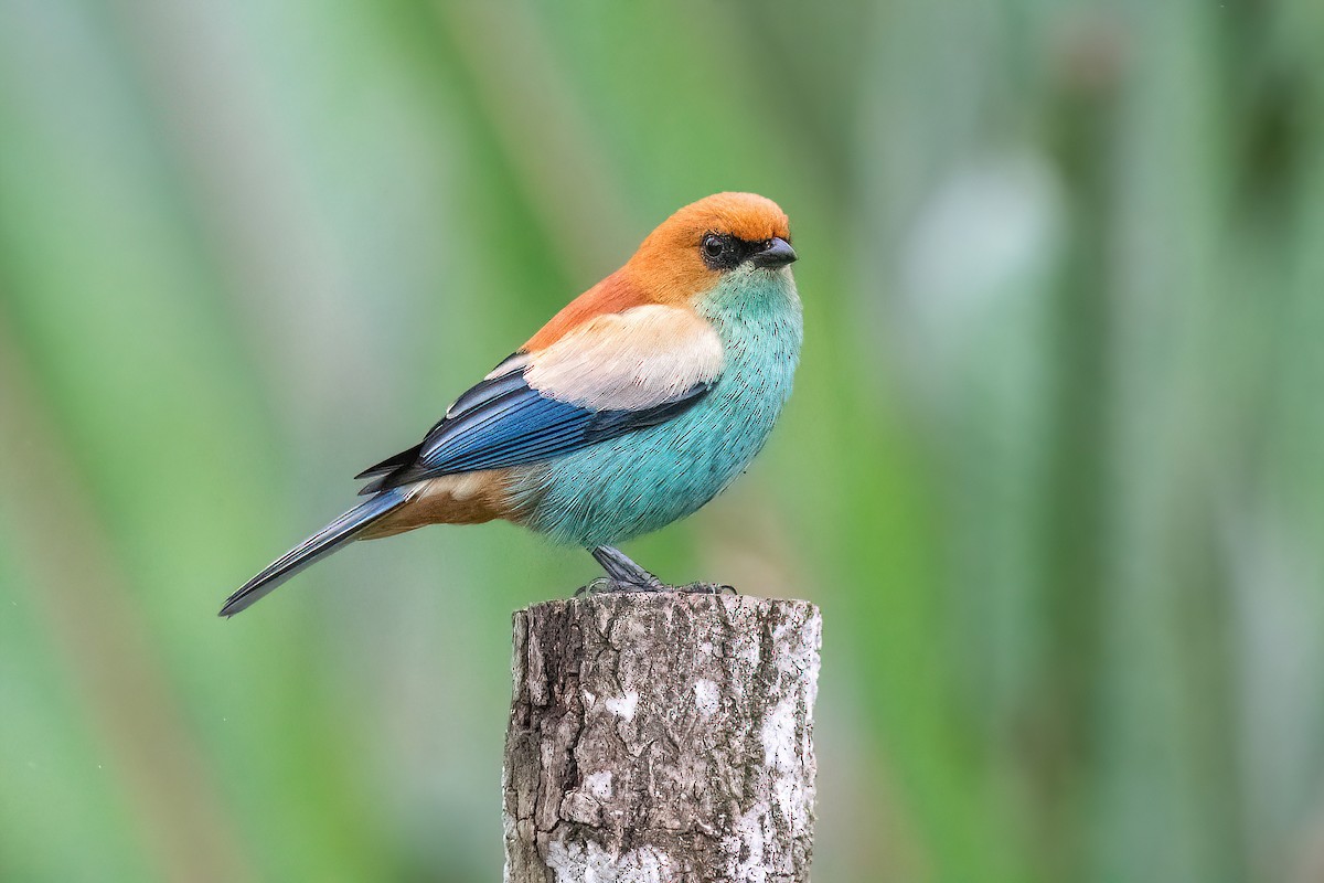 Chestnut-backed Tanager - Raphael Kurz -  Aves do Sul