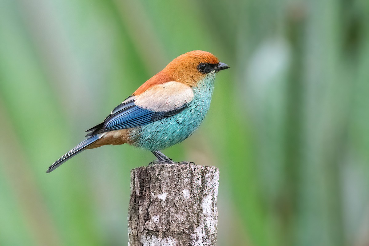 Chestnut-backed Tanager - Raphael Kurz -  Aves do Sul