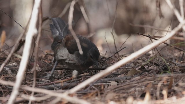 Superb Lyrebird - ML623219872