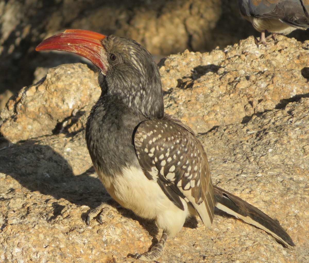 Toco Angoleño - ML623219898