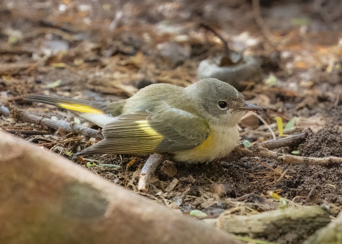 American Redstart - ML623219910