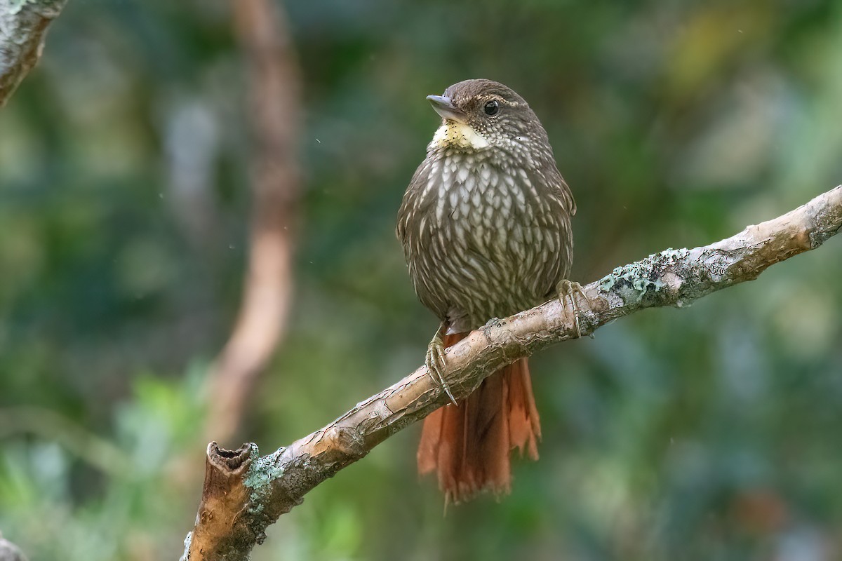 Buff-browed Foliage-gleaner - ML623219921
