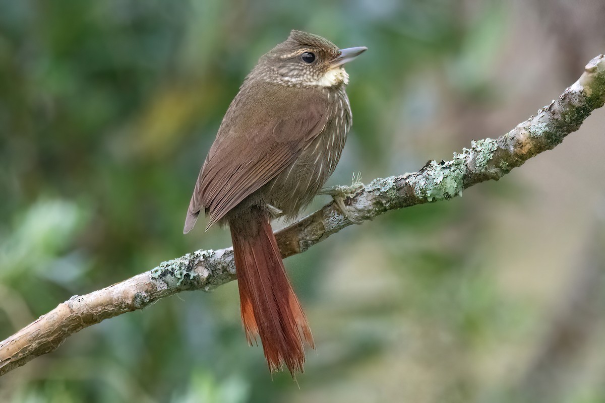 Buff-browed Foliage-gleaner - ML623219923