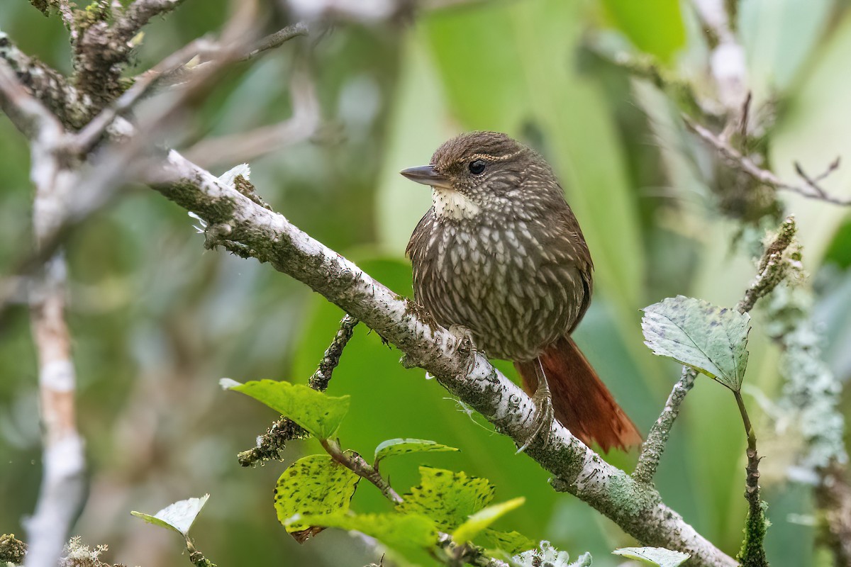 Buff-browed Foliage-gleaner - ML623219924