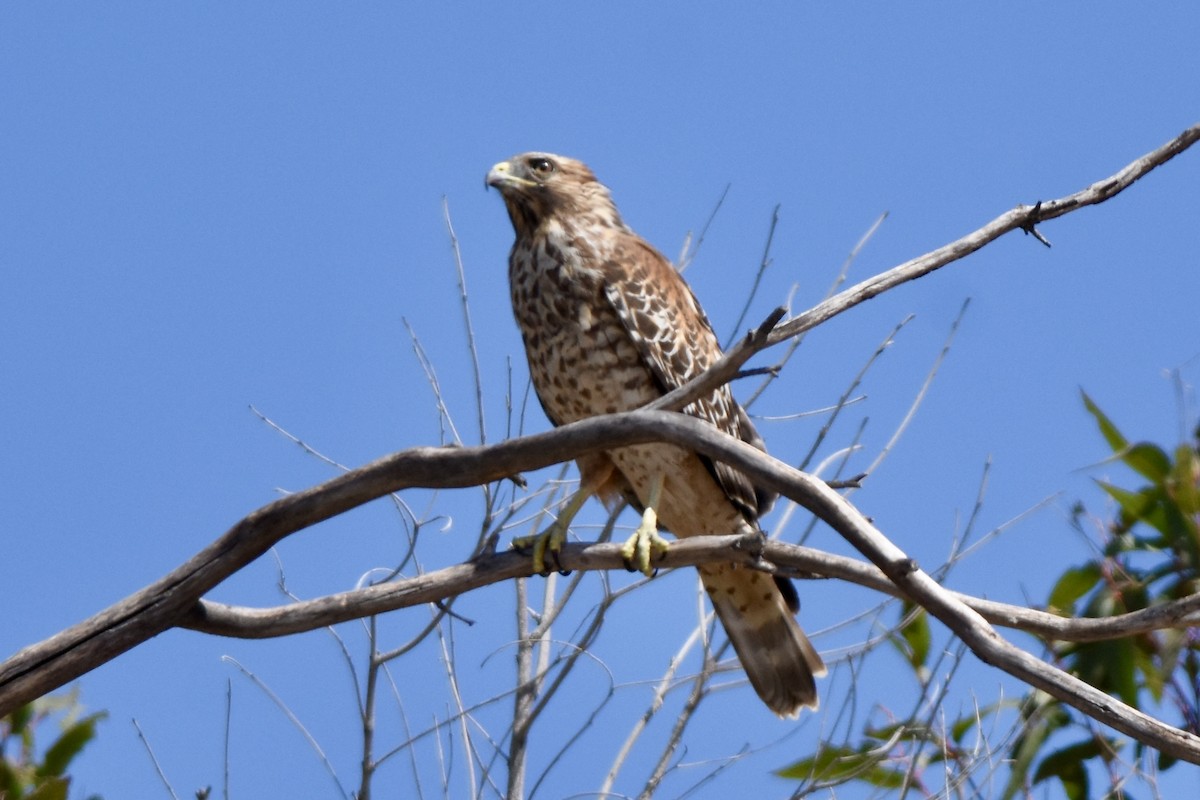 Red-shouldered Hawk - ML623219987