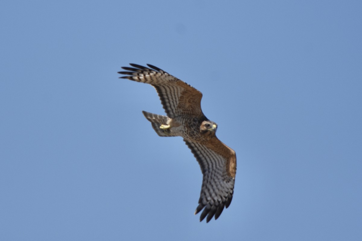 Red-shouldered Hawk - ML623219988