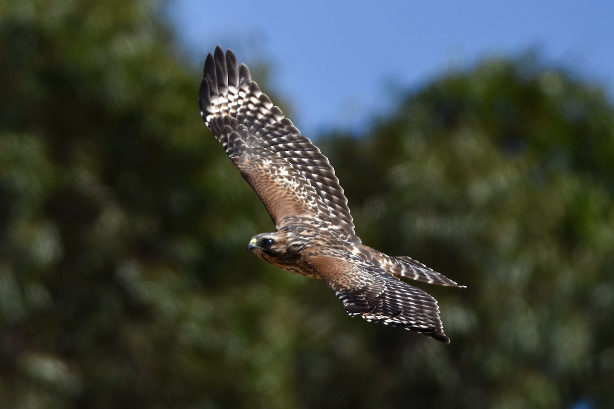 Red-shouldered Hawk - ML623219989