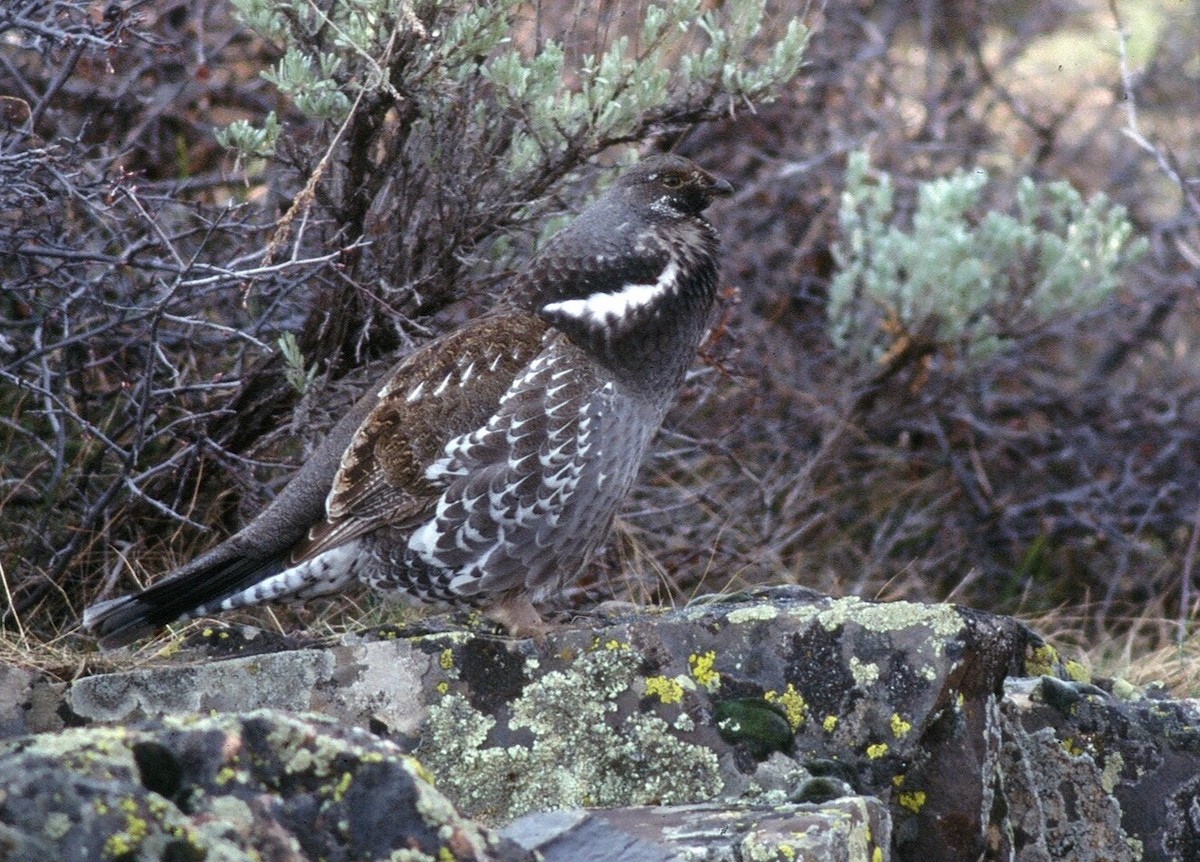 Dusky Grouse - ML623220000