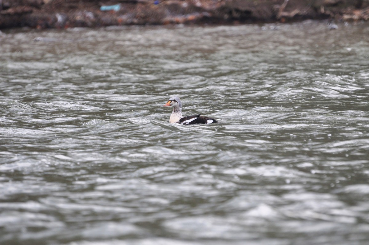 King Eider - ML623220011