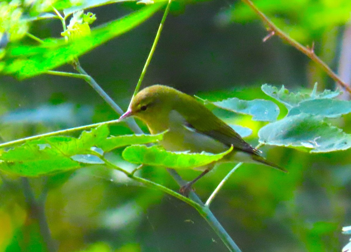 Tennessee Warbler - ML623220017