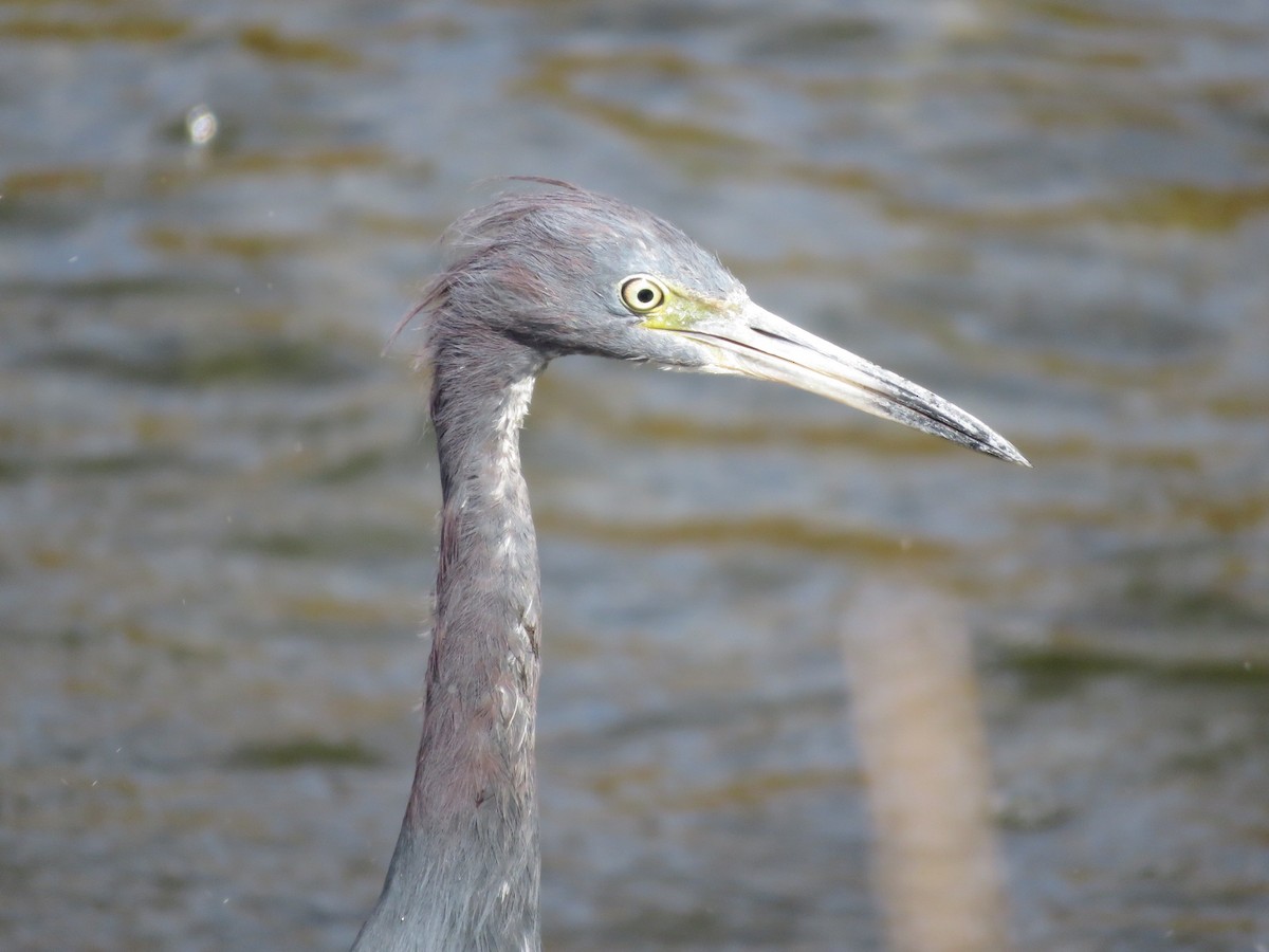 Little Blue Heron - ML623220035