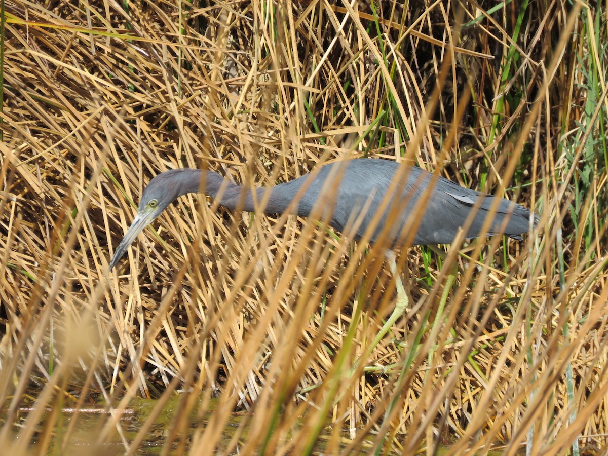 Little Blue Heron - ML623220036