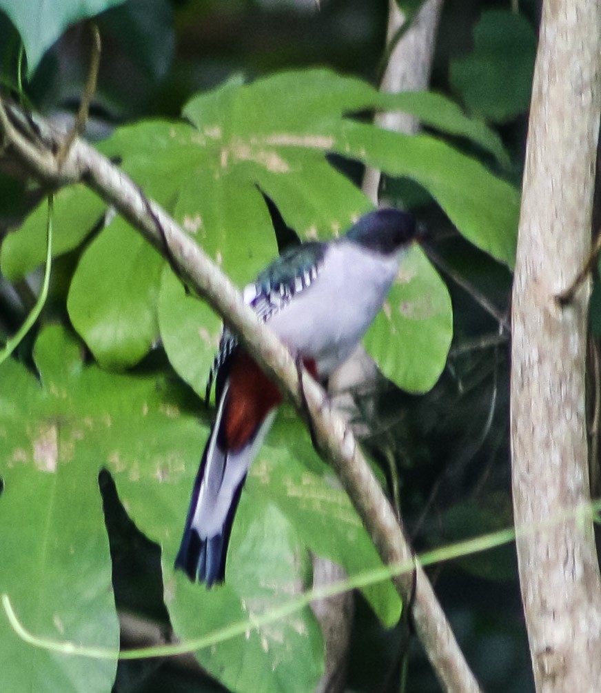 Cuban Trogon - ML623220044