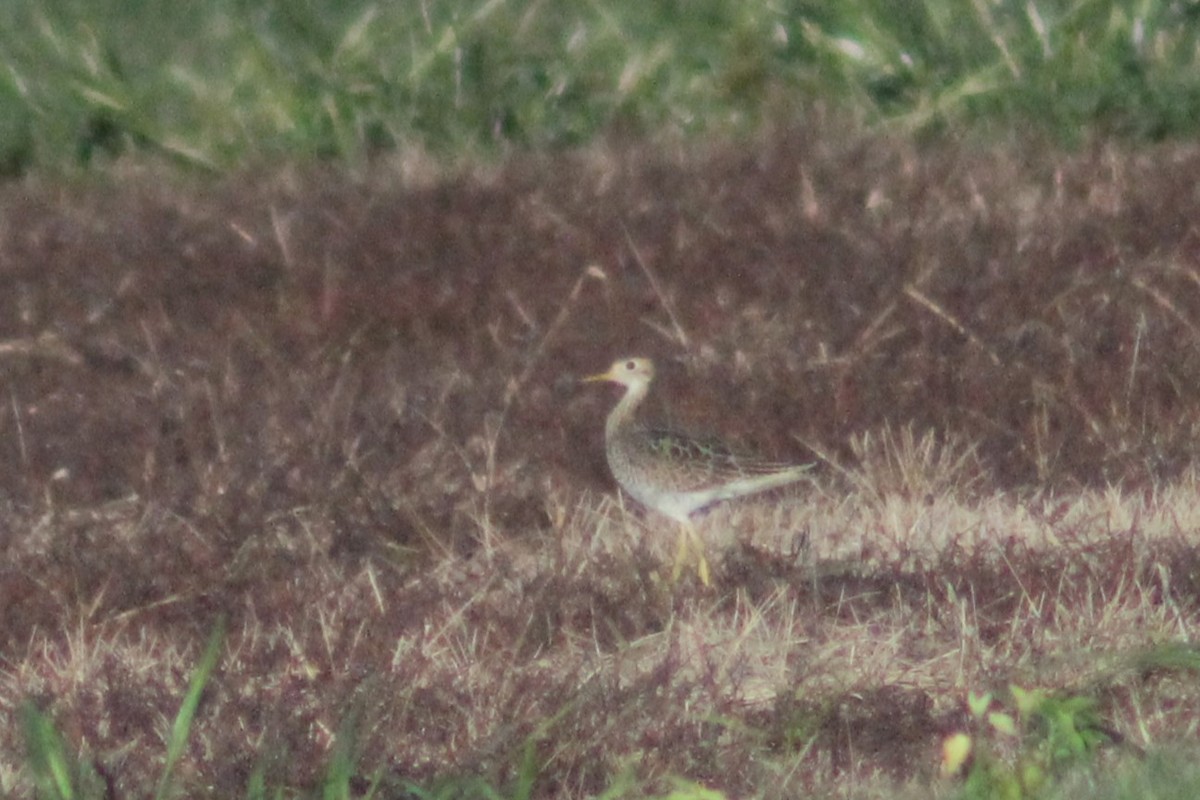 Upland Sandpiper - ML623220066