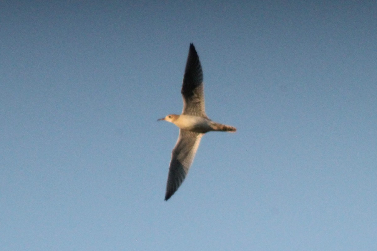 Upland Sandpiper - ML623220067