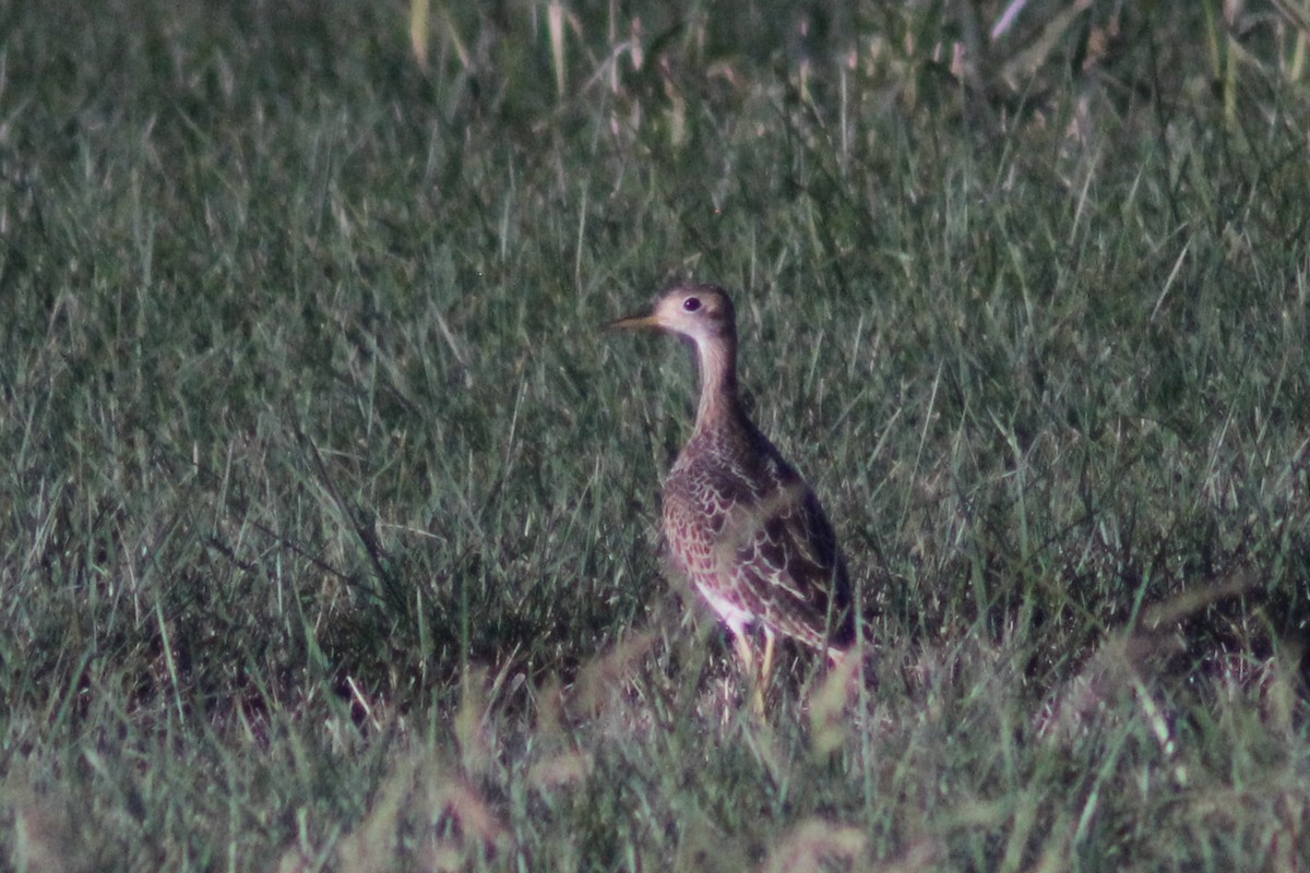 Upland Sandpiper - ML623220068