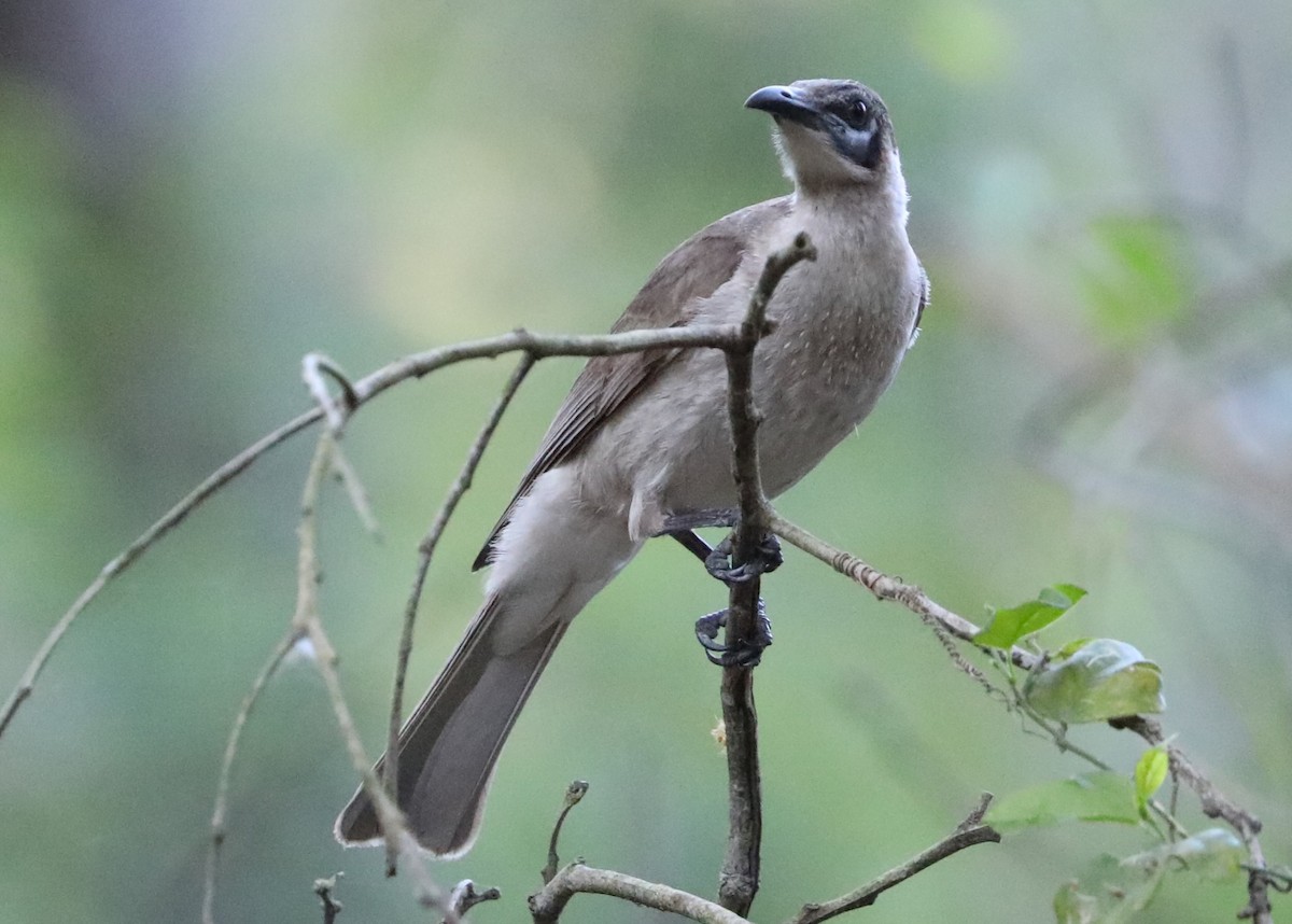 Little Friarbird - ML623220125