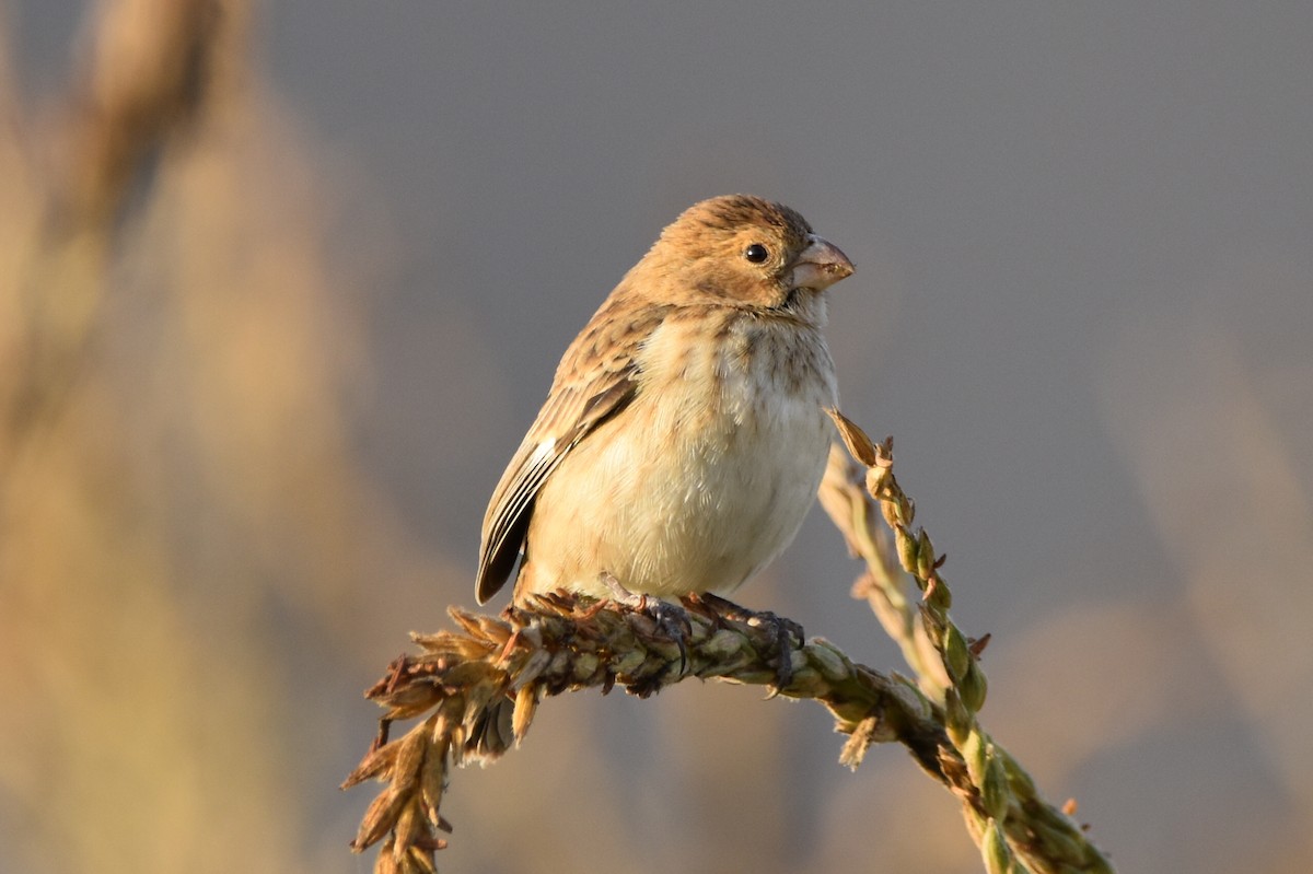 Chestnut-throated Seedeater - ML623220142