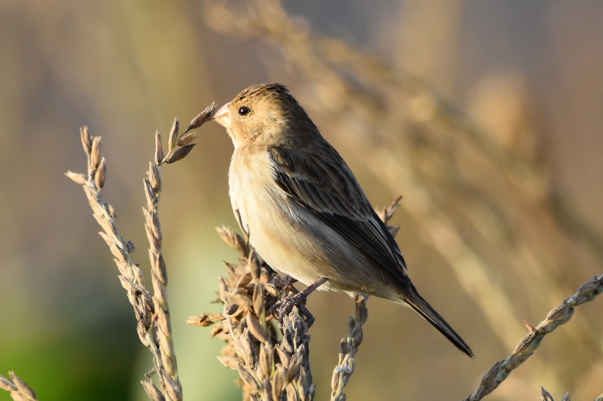 Chestnut-throated Seedeater - ML623220143