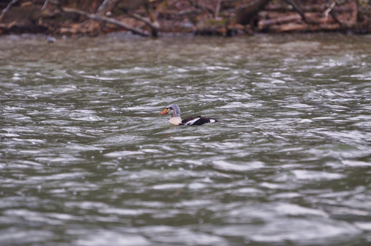 King Eider - ML623220204