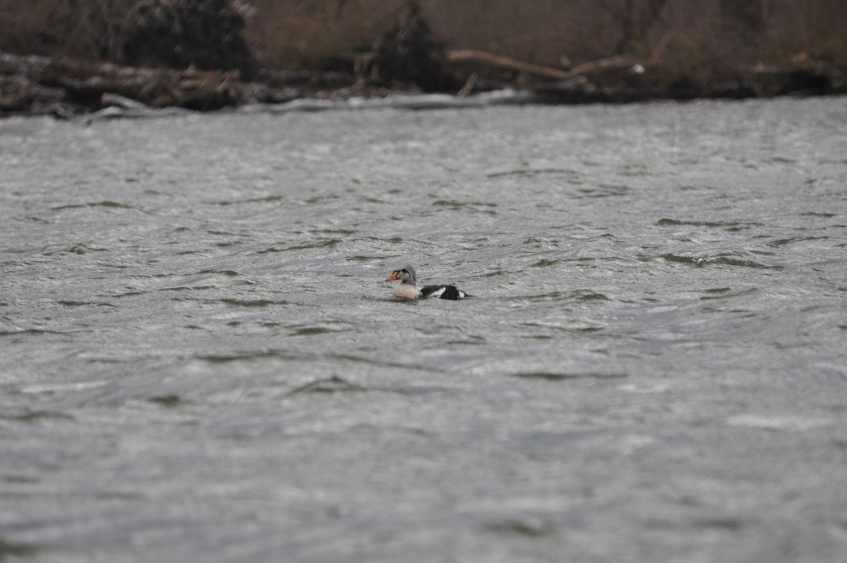 King Eider - ML623220205