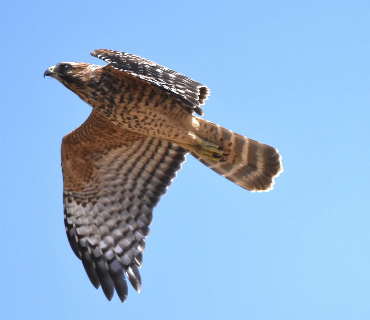 Red-shouldered Hawk - ML623220207