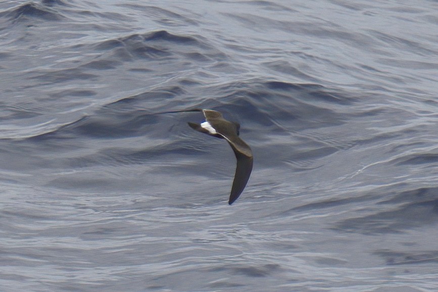 Band-rumped Storm-Petrel - ML623220208