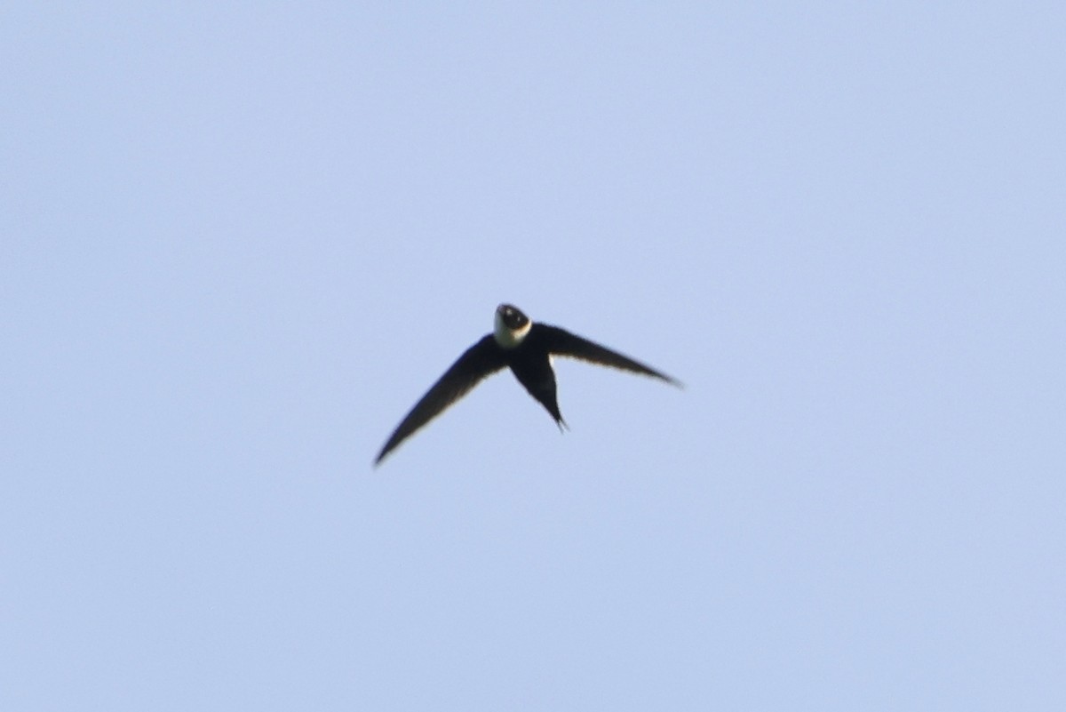 Lesser Swallow-tailed Swift - ML623220214