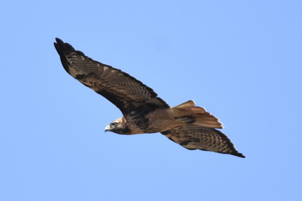 Red-tailed Hawk - ML623220266