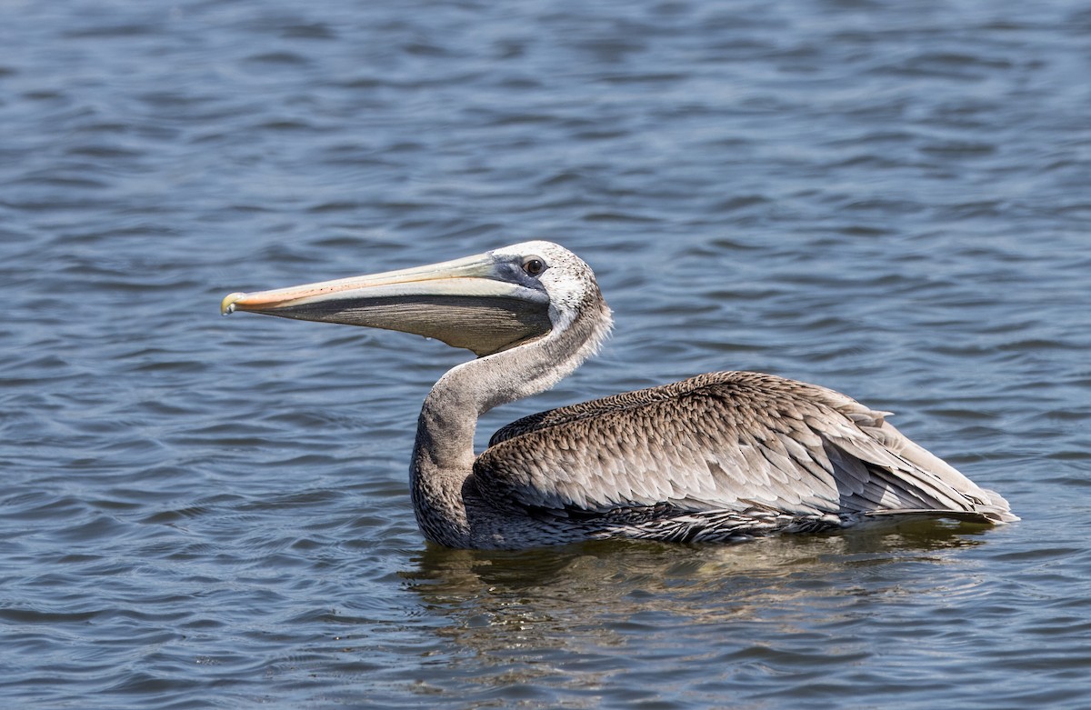 Brown Pelican - ML623220301