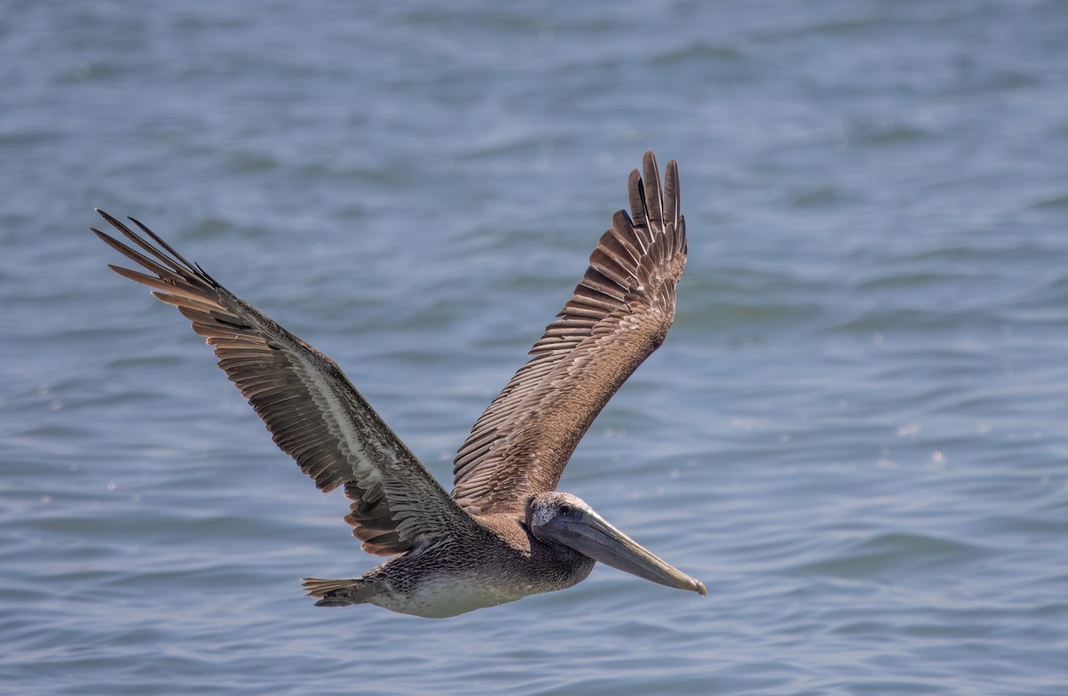 Brown Pelican - ML623220303