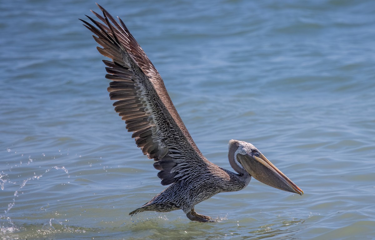 Brown Pelican - ML623220311