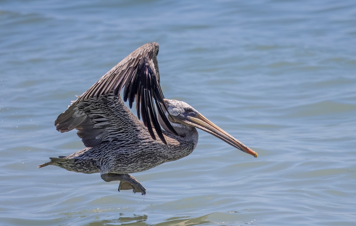 Brown Pelican - ML623220312