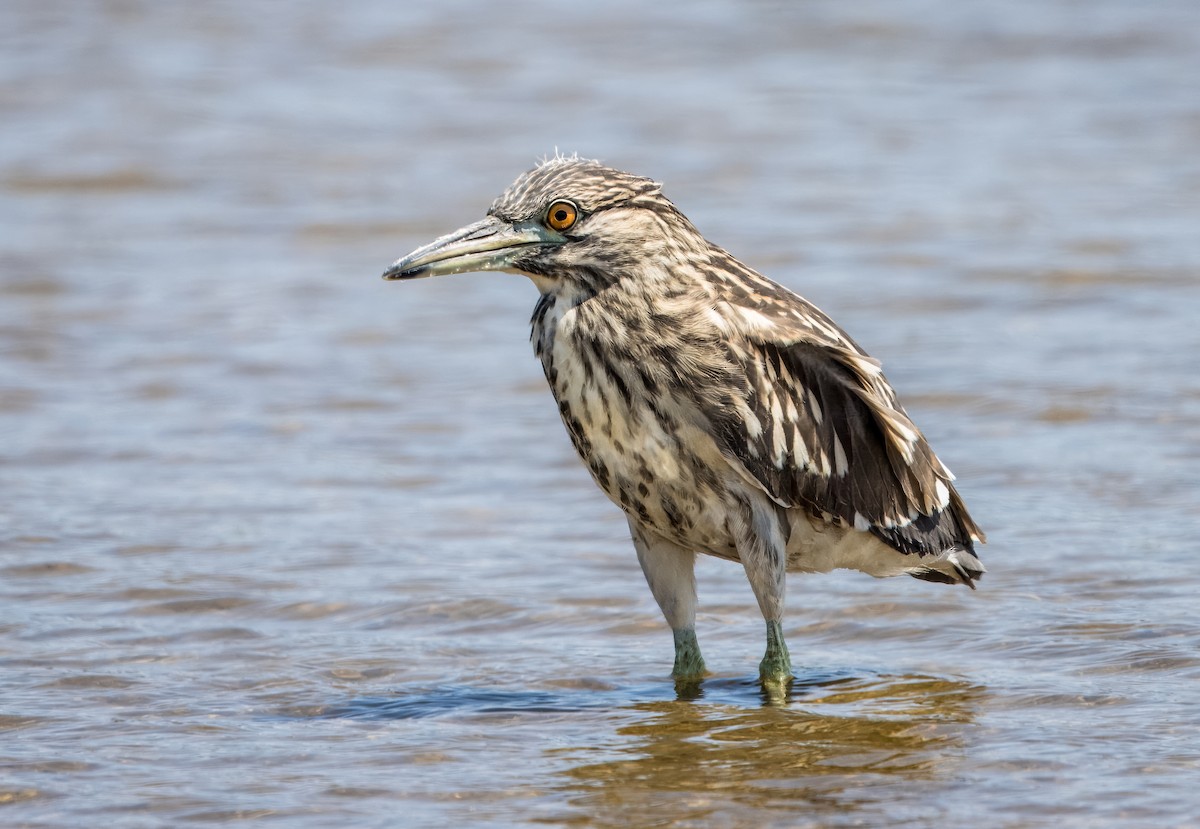 Black-crowned Night Heron - ML623220328