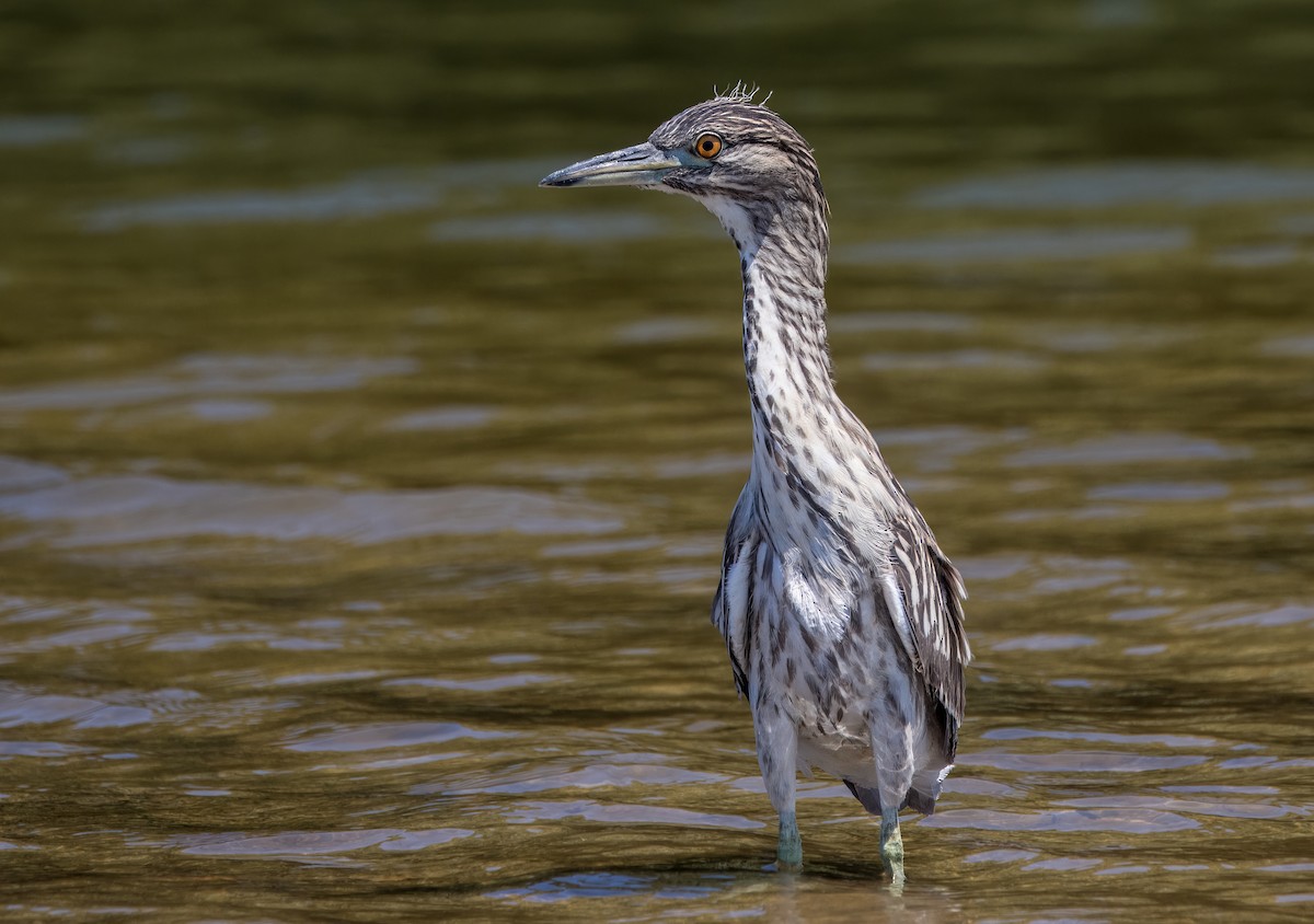 Black-crowned Night Heron - ML623220330