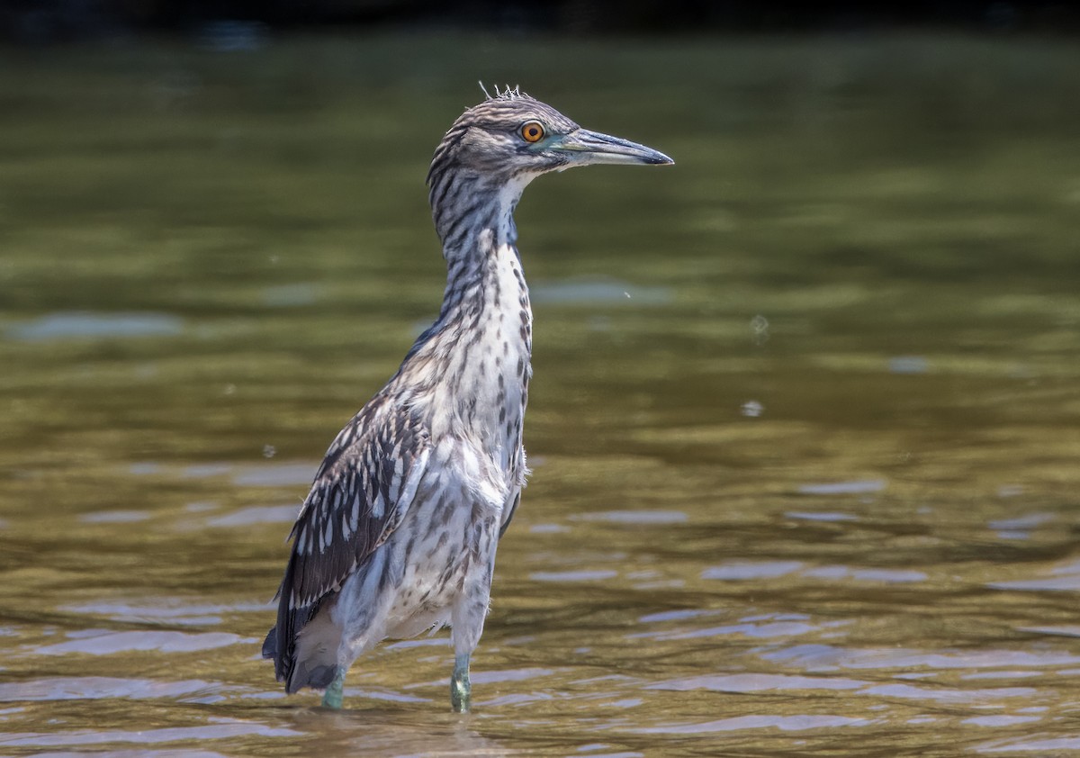 Black-crowned Night Heron - ML623220333