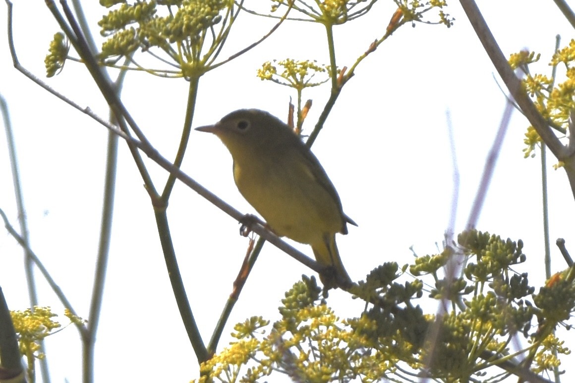 Yellow Warbler - ML623220342