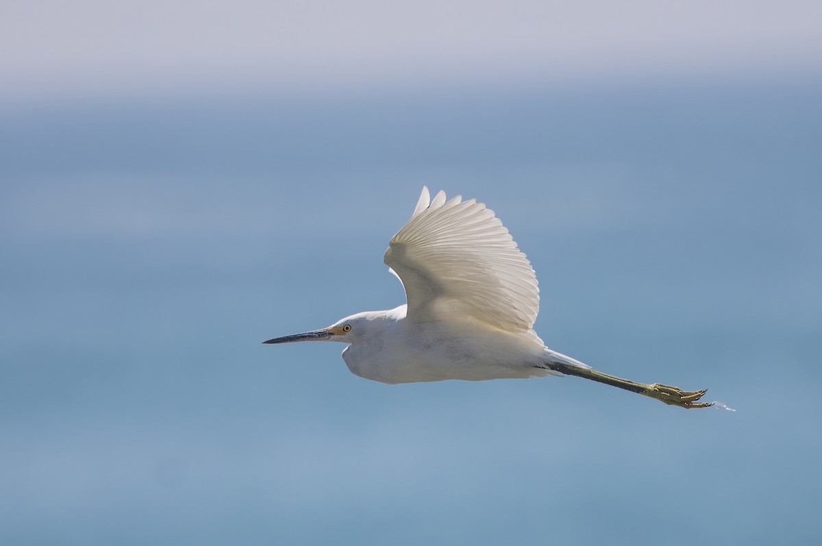 Snowy Egret - ML623220346