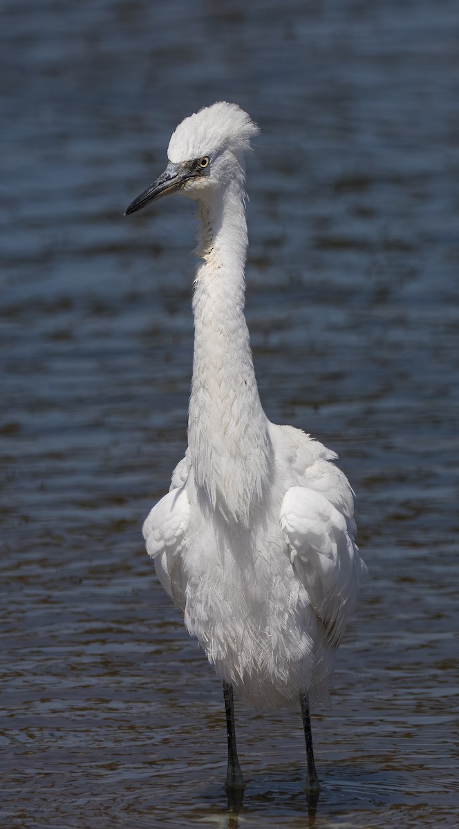 Snowy Egret - Daniel Ward