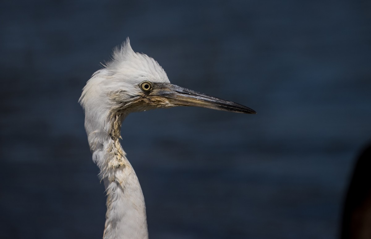 Snowy Egret - ML623220351